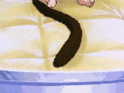[Image: 72354910.gif]