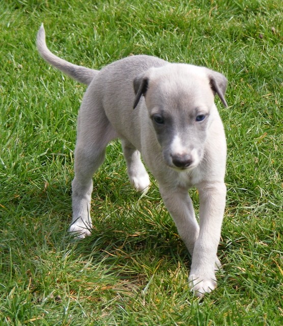 Rencontre whippet