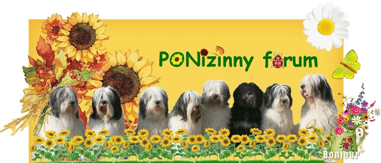 P.O.NIZINNY forum