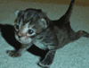 77363y10.gif
