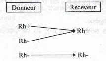 Système Rhésus; Rhesus, Systeme Groupes Sanguins