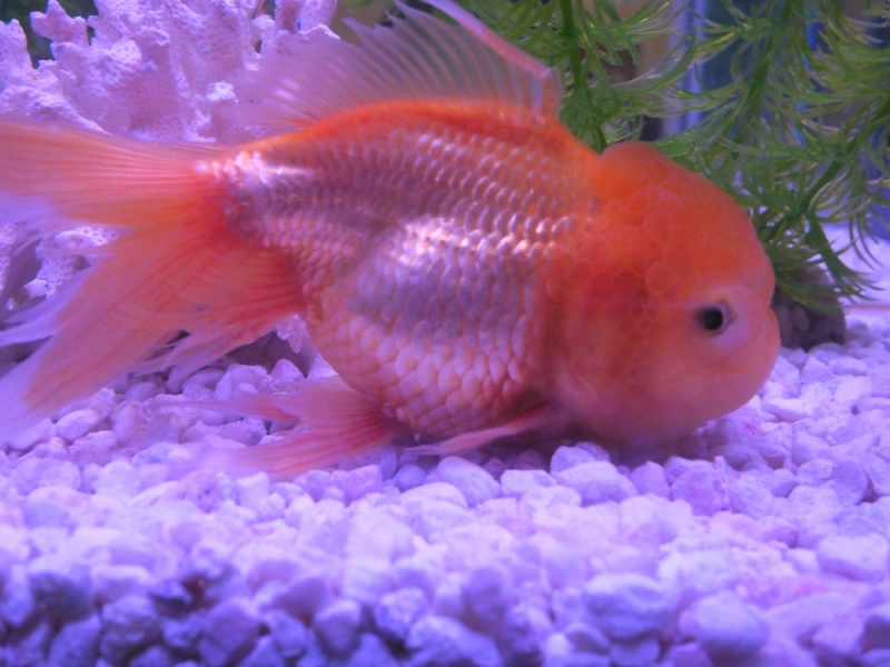 UV Filter in goldfish tank goldfish tank filter. UV Filter in goldfish tank