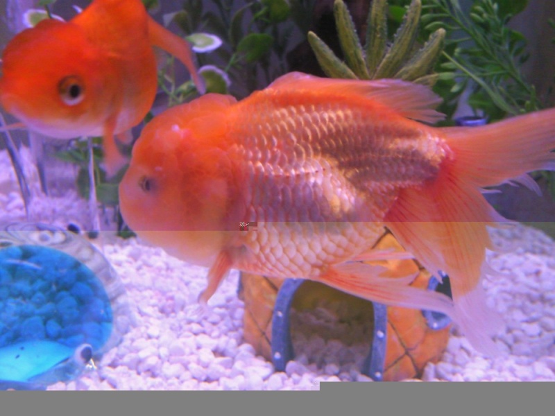 UV Filter in goldfish tank goldfish tank filter. UV Filter in goldfish tank