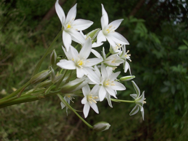 IDENTIFIÉE] jolie plante à fleur blanche... quel nom? - Au jardin, forum de  jardinage