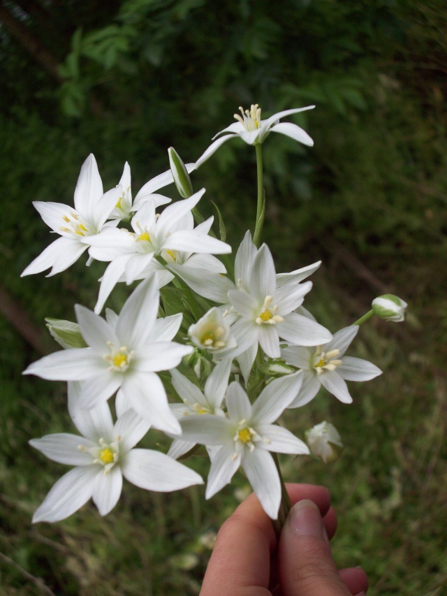 IDENTIFIÉE] jolie plante à fleur blanche... quel nom? - Au jardin, forum de  jardinage