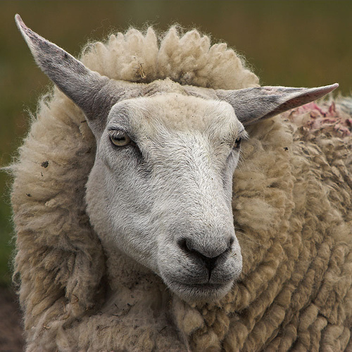 sheep10.jpg