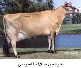 cow510.jpg