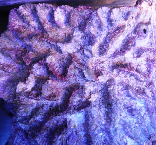 corali10.jpg