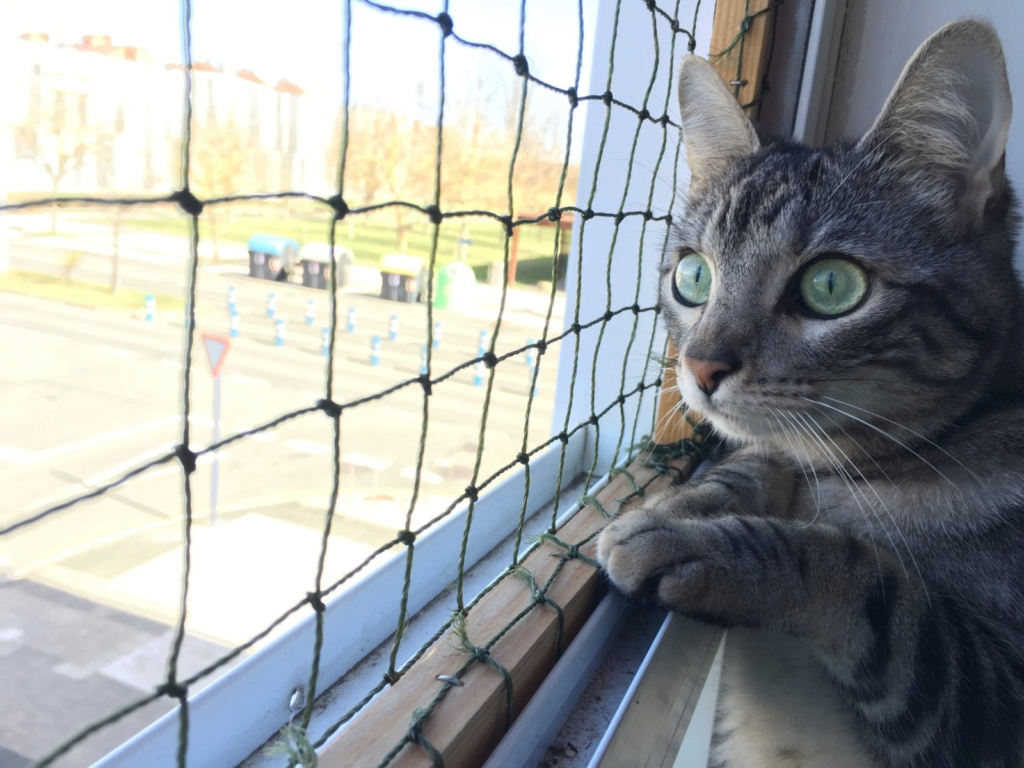 Esperanza Felina – Ningún gato sin hogar » Blog Archive » Cómo proteger a  nuestros gatos. Mosquiteras y redes